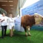  Direktur Utama Telkom Dian Siswarini menyerahkan hewan kurban pada acara Kegiatan seremonial penyerahan hewan kurban di Vertical Garden Telkom Hub pada Kamis (5/6).